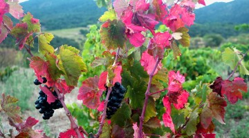 Sécheresse sur un vignoble