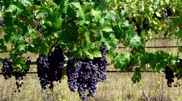 Le cabernet sauvignon : star mondial des vins rouges ?