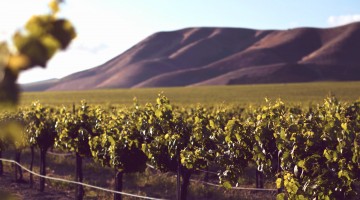 réchauffement climatique sur les vignes