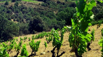 vignes de Carignan