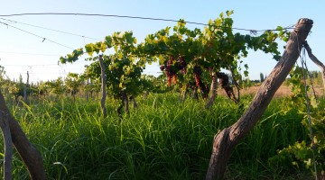 vignes palissées en hauteur dans la région de San Rafael en Argentine.