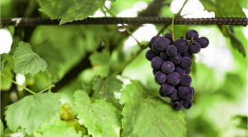 cépage pineau d’Aunis