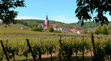 Vigne d'Alsace
