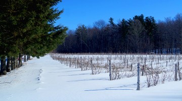 Vigne au Qébec