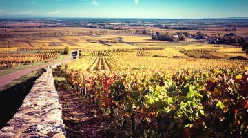 Vignes de Bourgogne