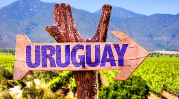 Vignes et panneau d'Uruguay