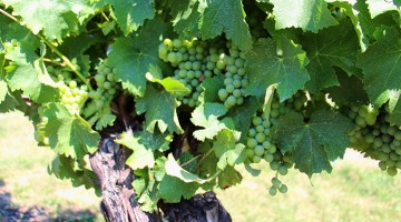 Cépage Chardonnay