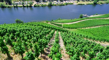 Vignoble en Allemagne