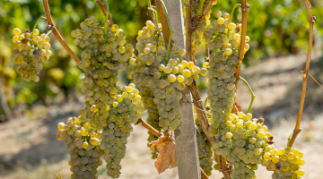 cépage-viognier