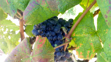 Raisins à l'ombre du soleil