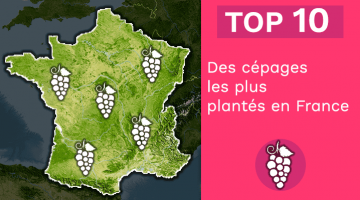 Les cépages les plus plantés en France