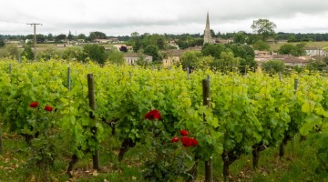 Vignes Sauternes